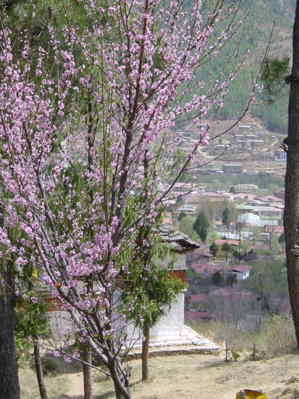 Bhutan1 065